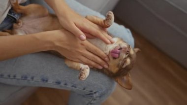 Genç bir kadın sıcak bir oturma odasında bir chihuahua köpeğini okşuyor, evcil hayvan ve sahibi arasında sevgi dolu bir bağ sergiliyor..