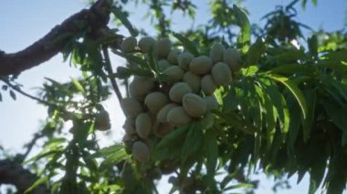 Olgunlaşmamış badem fıstığı kümeleri puglia, güney İtalya 'da açık havada güneşli bir budama ağacına asılır, yemyeşil yapraklar ve açık mavi gökyüzü sergilenir..