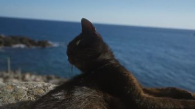 Gelibolu, puglia, İtalya 'da sakin, doğa ve kedi zarafetiyle dolu sakin bir sahil sahnesi yaratan huzur dolu Akdeniz manzarasına bakan taş bir duvarda dinleniyor..