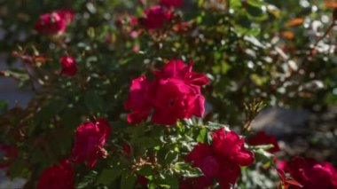 Puglia İtalya 'da yemyeşil yaprakların arasından canlı kırmızı güller açar..