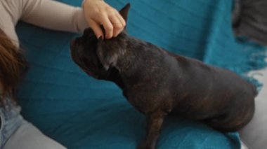 Bir kadın, Fransız bulldog 'unu nazikçe oturma odasındaki kanepede okşar..
