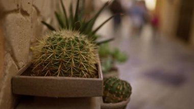 Bir kaktüs bitkisi, echinocactus grusonii olarak bilinir, Puglia, İtalya 'da açık bir duvar boyunca taş bir tencerede, insanların bulanık bir arka planı vardır..