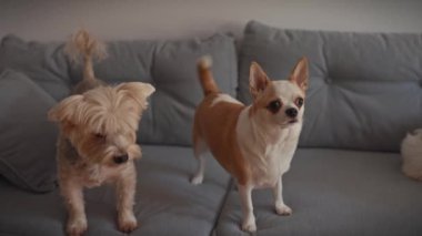 İki köpek, bir chihuahua ve bir Yorkshire teriyeri, bir evin rahat gri kanepesinde dikkatle durun..