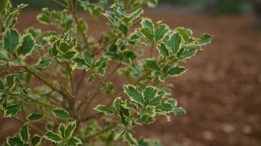 Puglia, İtalya 'nın açıklarında yeşil yaprakları ve sarı kenarlı desenleriyle bulunan çeşitli kutsal bitki ilex aquifolium Akdeniz bölgesindeki doğal yaşam alanını gözler önüne seriyor..