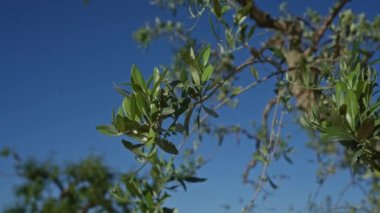 Açık mavi gökyüzüne karşı yeşil yapraklı zeytin dalları Puglia, İtalya 'da gün ışığında bir açık hava ortamında.