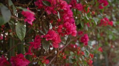 Bereketli bougainvillea spectabilis aşırı büyümüş Murcia, İspanya, canlı pembe çiçekler ve yeşil yapraklar.
