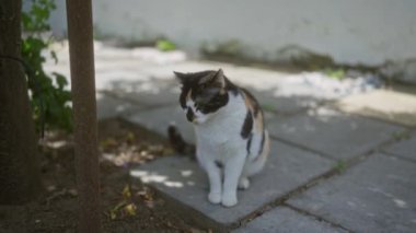 Güneşli bir günde arka planda bir duvarla gölgeli bir yolda tek başına dolaşan bir yavru kedi..