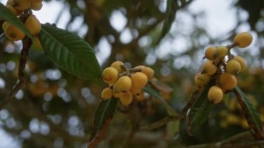 Puglia, İtalya 'da bir ağaç dalında olgun loquat eriobotrya japonica meyvelerinin yakın çekimi.
