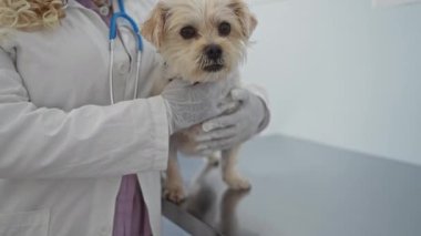 Veteriner kliniğinde köpeğini tutan bir kadın veteriner. Boynuna steteskop takan eldivenli eller..