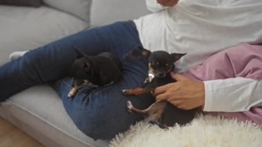 Oturma odasında iki Chihuahua köpeği kucağında dinlenirken rahat bir yuva kuran bir adam..
