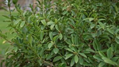 Açık havada canlı yeşil Akdeniz bitkisi yeşili Murcia, İspanya manzarası.