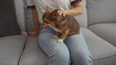 Oturma odasındaki rahat bir kanepede oturan genç bir kadın köpek kucağında otururken nazikçe Chihuahua 'sını okşuyor..
