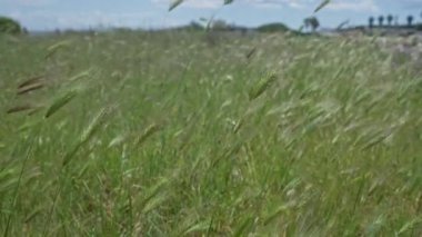 Vahşi brachypodium retusum bitkilerinin sakin bir manzarası. Güney İtalya 'da, Puglia' da, açık mavi bir gökyüzünün altında, yemyeşil bir alanda yavaşça sallanıyorlar..