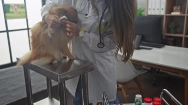 Bayan bir veteriner, veteriner muayenehanesinde pomeranian köpeğini muayene ediyor..