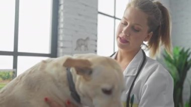 Genç bir kadın veteriner, iyi aydınlatılmış bir veteriner kliniğinde labradoru inceliyor..