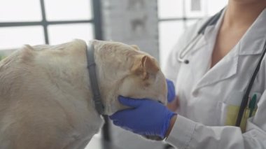 Genç bir kadın veteriner klinikte bir köpeği muayene ediyor. Bakım ve profesyonellik gösteriyor..