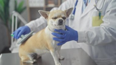 Beyaz önlüklü bir veteriner, klinikte bir chihuahua köpeğini muayene ediyor. Sağlık ve arkadaşlık hizmeti sergiliyor..