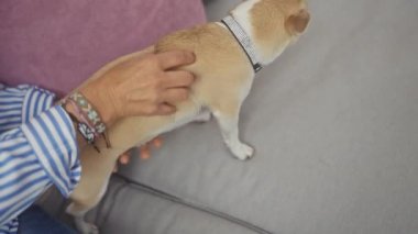 Orta yaşlı bir kadın içeride gri bir kanepede nazikçe bronz bir chihuahua besliyor.