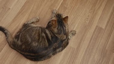 Kahverengi bir tekir kedi ahşap zeminde uzanıyor..