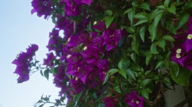 Canlı bougainvillea glabra, Puglia, Güney İtalya 'da yemyeşil yapraklar ve açık mavi bir gökyüzüne karşı mor güzelliklerini sergiliyor..
