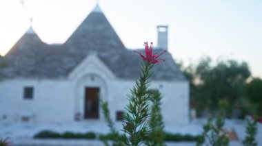 Canlı bir ptilostemon gnaphaloides bitkisi günbatımında Alberobello, Puglia, İtalya 'daki geleneksel trulli evlerinin arka planına karşı tam çiçeklenmiştir..