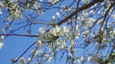 Açık mavi gökyüzüne karşı, Puglia, Güney İtalya 'da bir dalda açan güzel beyaz çiçeklerin yakın çekimi, doğal güzelliği ve sakin açık hava ortamını vurguluyor..