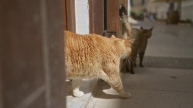 Üç kedi, bir portakal ve iki tekir, güneşli bir günde açık bir şehir bölgesinde ahşap bir kapının önünde toplanırlar. Bu da sevimli, kedi dostu bir mahallede açık ve eğlenceli bir an olduğunu gösterir..