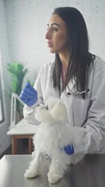 İspanyol kadın veteriner klinikte beyaz Malta köpeğini muayene ediyor.