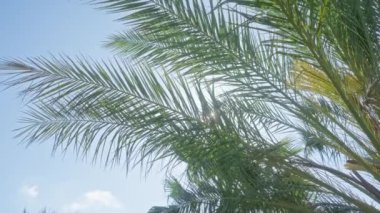 Palmiye yaprakları puglia, İtalya 'da parlak mavi bir gökyüzüne karşı, yeşil yaprakların arasından süzülen güneş ışığı, sakin bir açık hava manzarası yaratıyor..