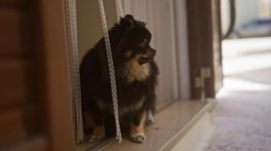 Kabarık tüylü bir köpek kapının yanında oturmuş merakla dışarıyı seyrediyor, dışarıda bir sakinlik ve yansıma anı yakalıyor..