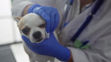 Mavi eldiven giyen bir kadın veteriner veteriner veteriner veteriner kliniğinde bir Chihuahua 'nın yüzünü temizliyor..