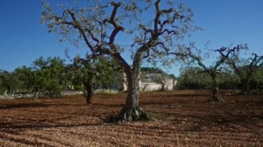 Puglia, İtalya 'da güneşli bir zeytin koruluğundaki antik zeytin ağaçlarının geniş bir manzarası, açık mavi gökyüzünün altında geleneksel taş binalar görülebilir..