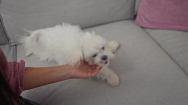 Genç bir kadın, rahat bir oturma odasında gri bir kanepede pofuduk bichon köpeğini besliyor..