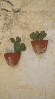 Yaşlanmış terasotta kaplarında iki opuntia kaktüsü kırsal, yıpranmış, materyada sarı duvar, bazilika, İtalya.
