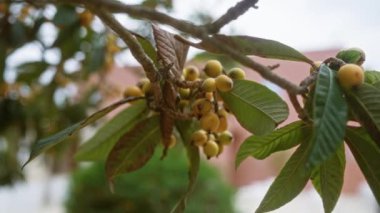 Arka planda bulanık yeşillik ve mimari ile çevrili, puglia, İtalya 'da açık havada büyüyen yeşil yapraklı bir dalın üzerine Medlar meyveler mespilus germanica yakın çekim.