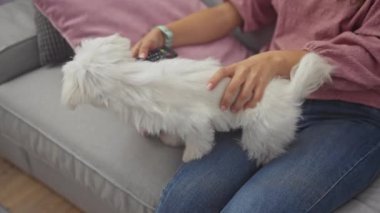 Genç bir kadın, rahat bir kanepede tüylü beyaz Bizon köpeğiyle evde rahatlar, rahatlık ve arkadaşlık hissi taşır..