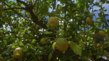 Puglia, Güney İtalya 'da canlı bir limon ağacı. Olgun sarı limonlar, yaz gökyüzünün altında dallardan sarkan..