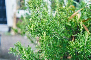 Canlı yeşil biberiye bitkisinin gün ışığında yakın plan çekimi taze ve organik detaylarını yakalamak mutfak ve bahçe temaları için mükemmeldir..