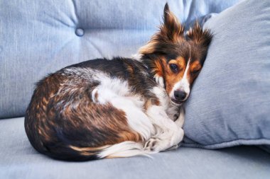 Huzurlu bir köpek, rahat bir mavi kanepede şekerleme yapmak için kıvrılır. Huzur ve rahatlık hissi yayar..