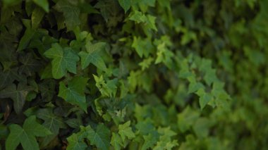 Canlı yeşil sarmaşık yaprağının yakın çekimi bir duvarı kaplıyor, doğal bir dokuyu temsil ediyor..