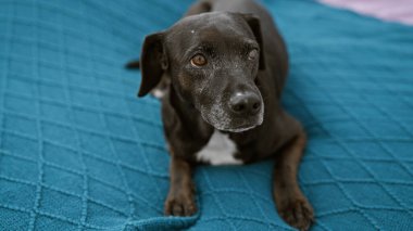 Sakin, siyah bir köpek, canlı, mavi bir battaniyenin üzerinde uzanır, duygusal gözlerini ve parlak paltosunu gösterir..