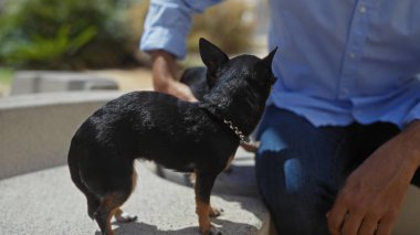Bir adam şehir parkında iki chihuahuayla rahatlar, evcil hayvanlarla güzel bir açık hava anını ön plana çıkarır..