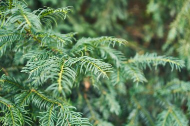Canlı yeşil kozalaklı kozalaklı dallara yakın çekim, doğadaki sakin bir ormanı işaret ediyor..