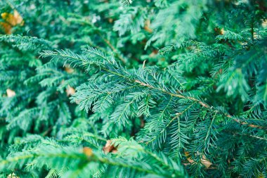 Canlı yemyeşil porsuk dallarının yakın görüntüsü doğayı, dokuları ve desenleri gösteriyor..