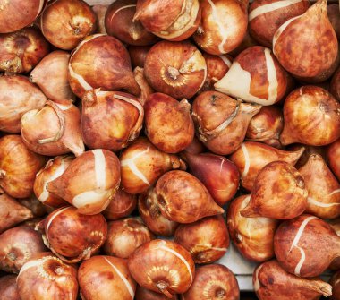 Çerçeveyi eşsiz dokularıyla dolduran sayısız taze lale soğanının doğal tonlarında yakın plan çekimi..