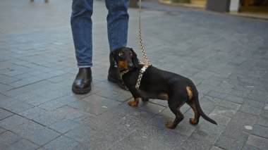 Şehir caddesinde köpek tasması üzerinde yürüyen bir adam, köpeğin ilginç ifadesini ve renkli koşum takımını gösteriyor..