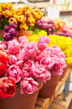 İlkbahar dekorasyonu ve bahçe işleri için çiçek pazarında sergilenen killi çömleklerdeki canlı pembe laleler.