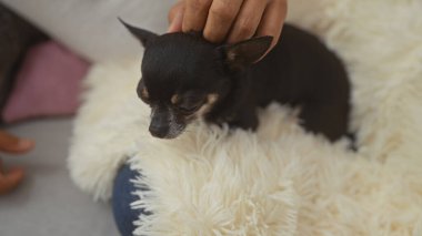 Bir adam nazikçe küçük siyah bir chihuahua köpeğini evinde pofuduk beyaz bir battaniyeyle okşuyor, arkadaşlığı ve rahatlığı ön plana çıkarıyor..