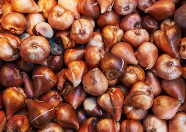 Bahçe işleri ve tarım temaları için uygun, tam bir çerçeve arkaplan içinde birden fazla lale soğanlarının yakın plan.