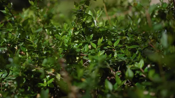 stock image Close-up of lush green myrtle leaves in sunlight highlighting natural textures and botanical details.